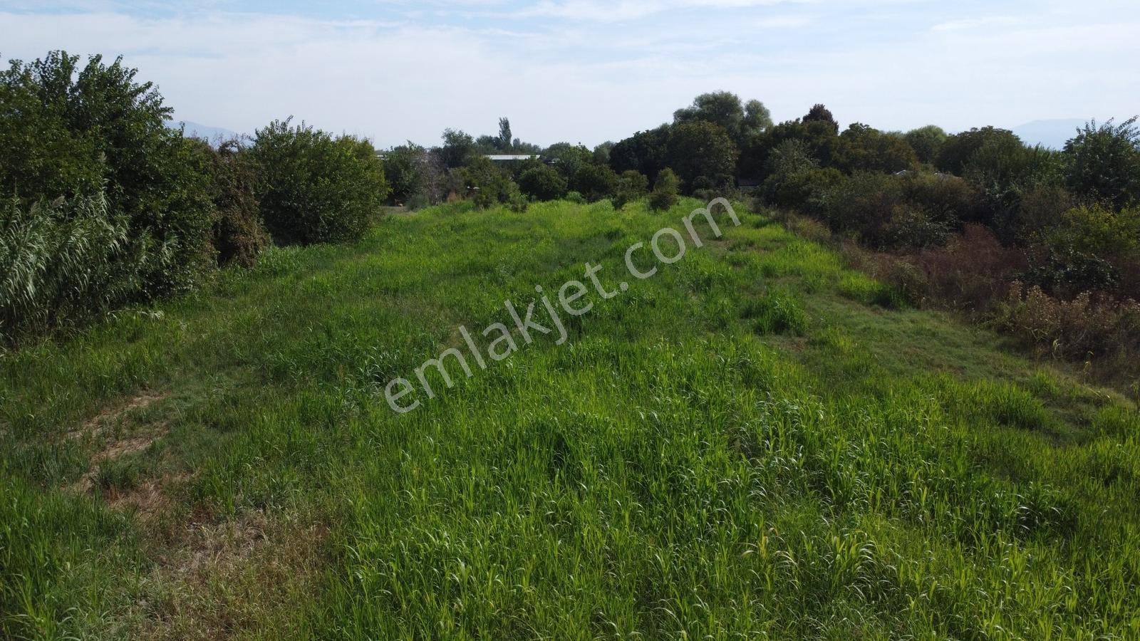 Aydın Efeler Umurluda 5.000 M² Meyve Bahçesi Ve Hobi Bahçesi — fotoğraf 14