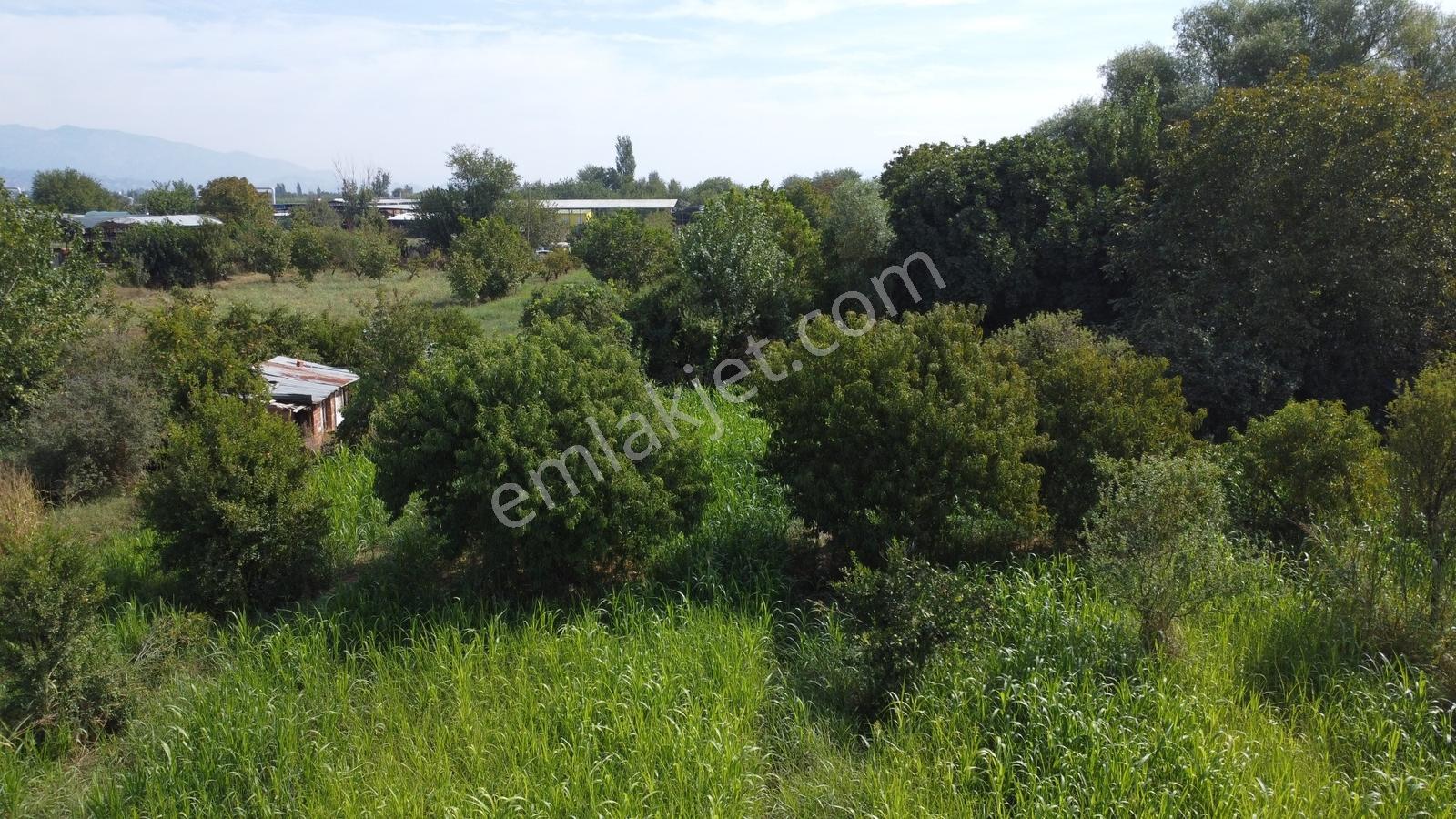 Aydın Efeler Umurluda 5.000 M² Meyve Bahçesi Ve Hobi Bahçesi — fotoğraf 17