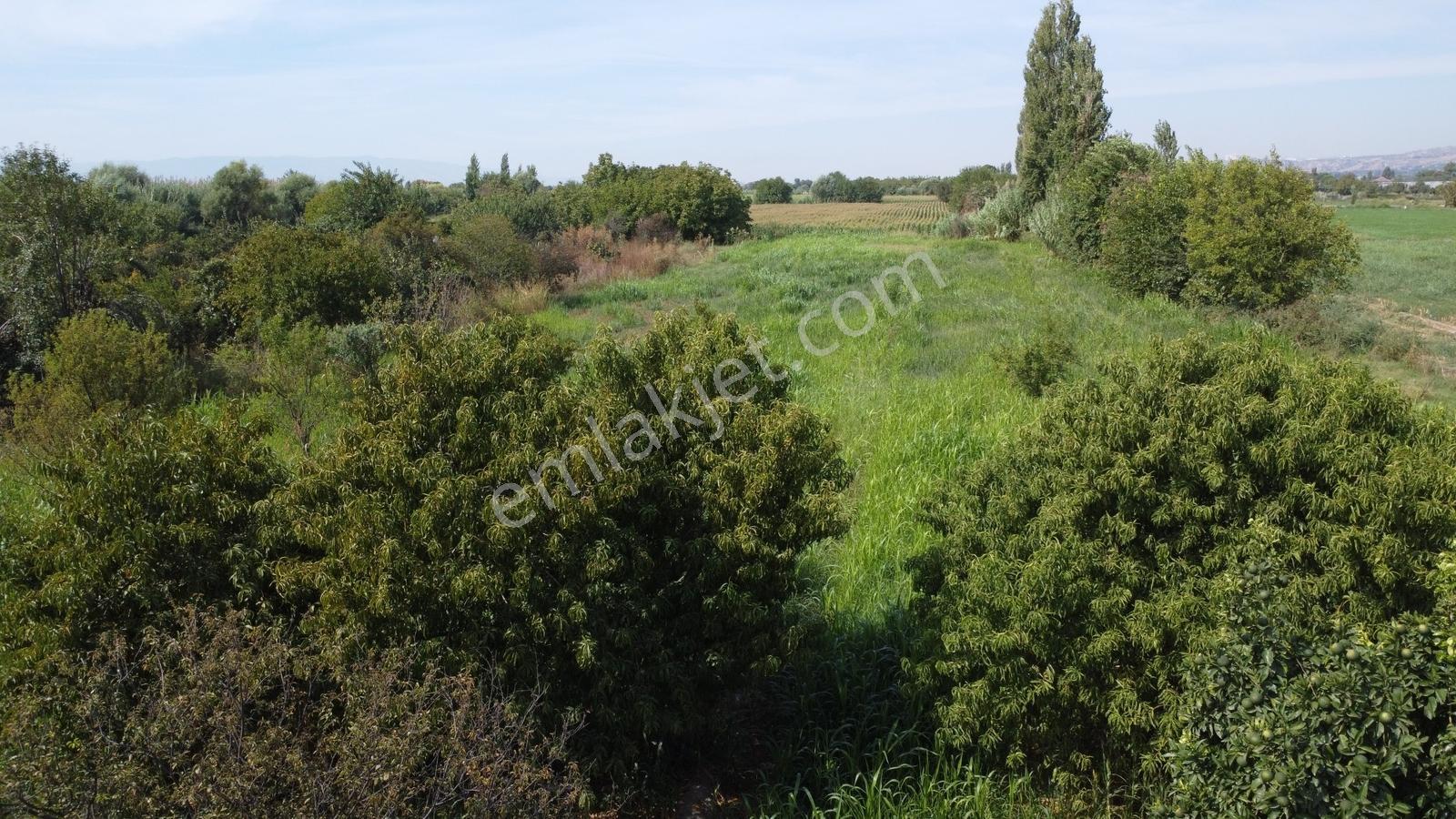 Aydın Efeler Umurluda 5.000 M² Meyve Bahçesi Ve Hobi Bahçesi — fotoğraf 18