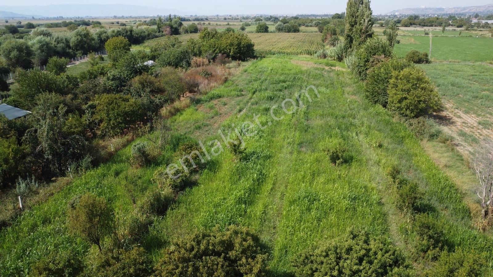 Aydın Efeler Umurluda 5.000 M² Meyve Bahçesi Ve Hobi Bahçesi — fotoğraf 19