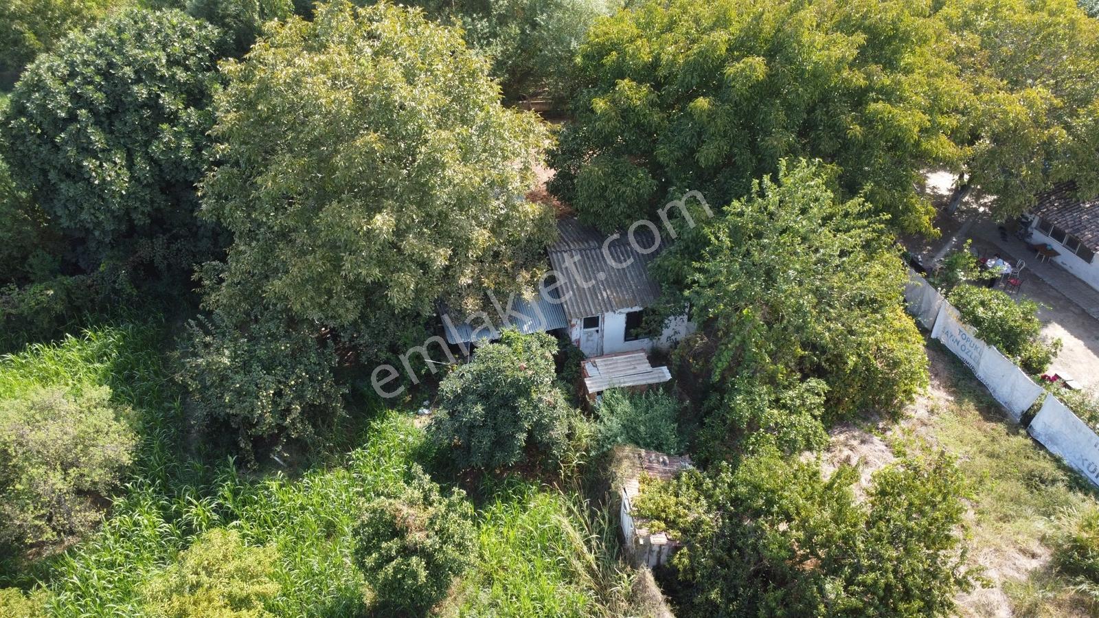 Aydın Efeler Umurluda 5.000 M² Meyve Bahçesi Ve Hobi Bahçesi — fotoğraf 20