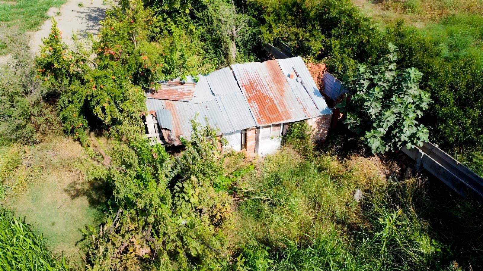 Aydın Efeler Umurluda 5.000 M² Meyve Bahçesi Ve Hobi Bahçesi — fotoğraf 21