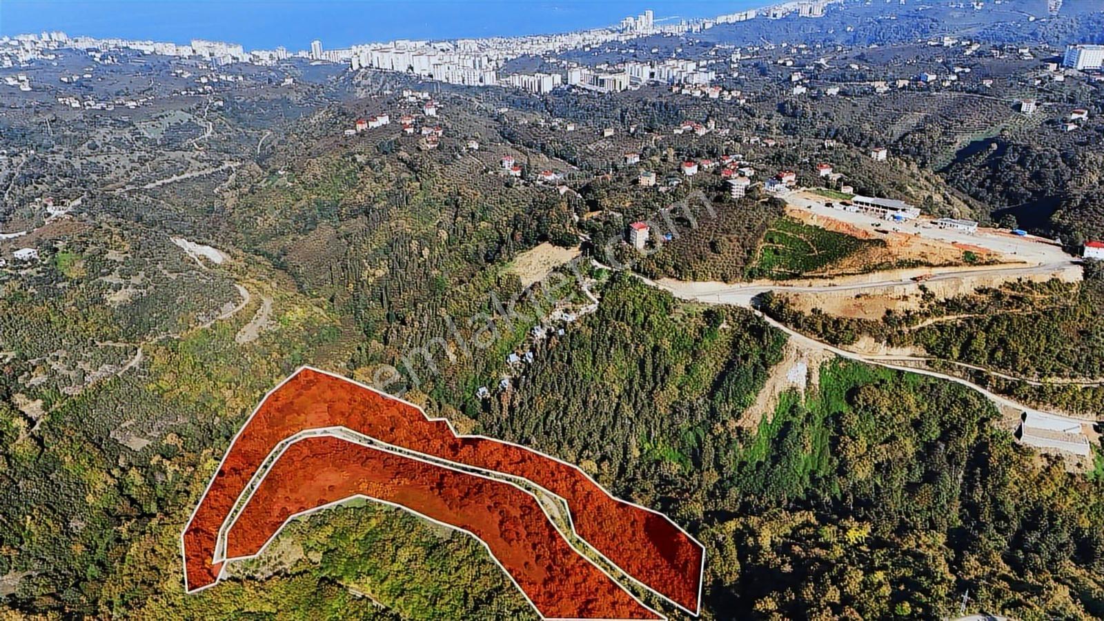 Trabzon Kaşüstü Dağ Kızağı Karşısı Satılık 64 Dönüm Arazi