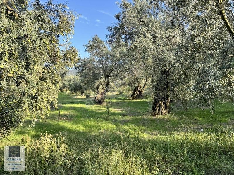 İznik Göllüce Mah. Göle 150 Metre Mesafede Satılık Tarla — fotoğraf 4