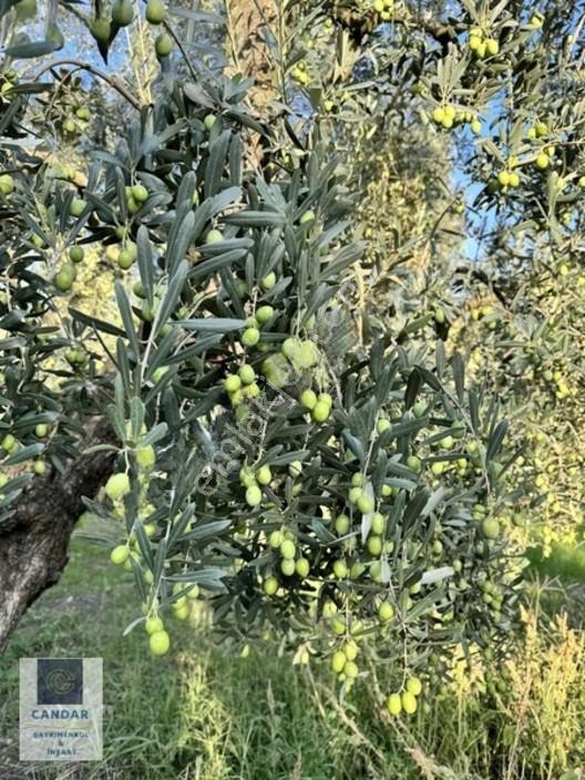 İznik Göllüce Mah. Göle 150 Metre Mesafede Satılık Tarla — fotoğraf 5