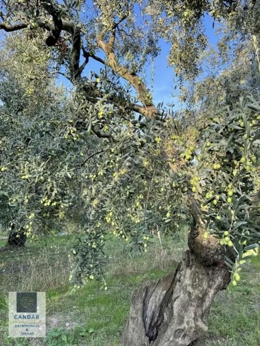 İznik Göllüce Mah. Göle 150 Metre Mesafede Satılık Tarla — fotoğraf 6