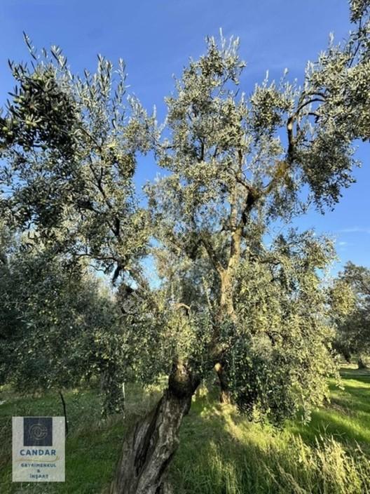 İznik Göllüce Mah. Göle 150 Metre Mesafede Satılık Tarla — fotoğraf 7