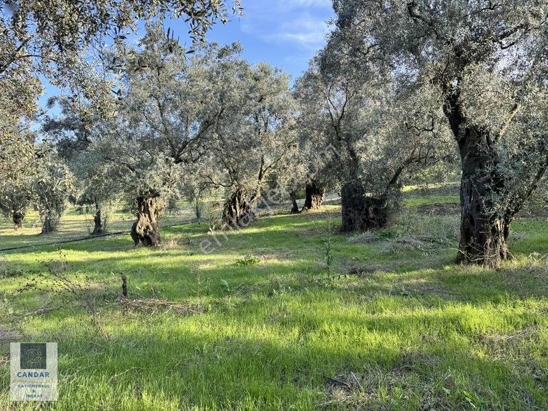İznik Göllüce Mah. Göle 150 Metre Mesafede Satılık Tarla — fotoğraf 8