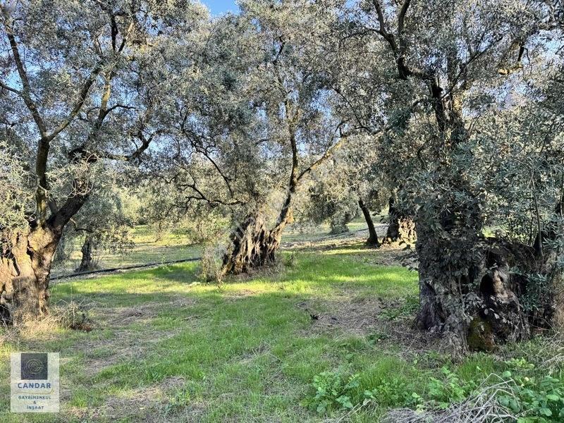 İznik Göllüce Mah. Göle 150 Metre Mesafede Satılık Tarla — fotoğraf 10