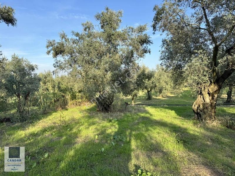 İznik Göllüce Mah. Göle 150 Metre Mesafede Satılık Tarla — fotoğraf 11