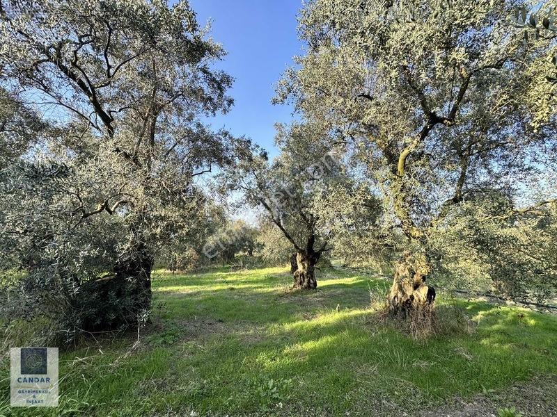 İznik Göllüce Mah. Göle 150 Metre Mesafede Satılık Tarla — fotoğraf 13