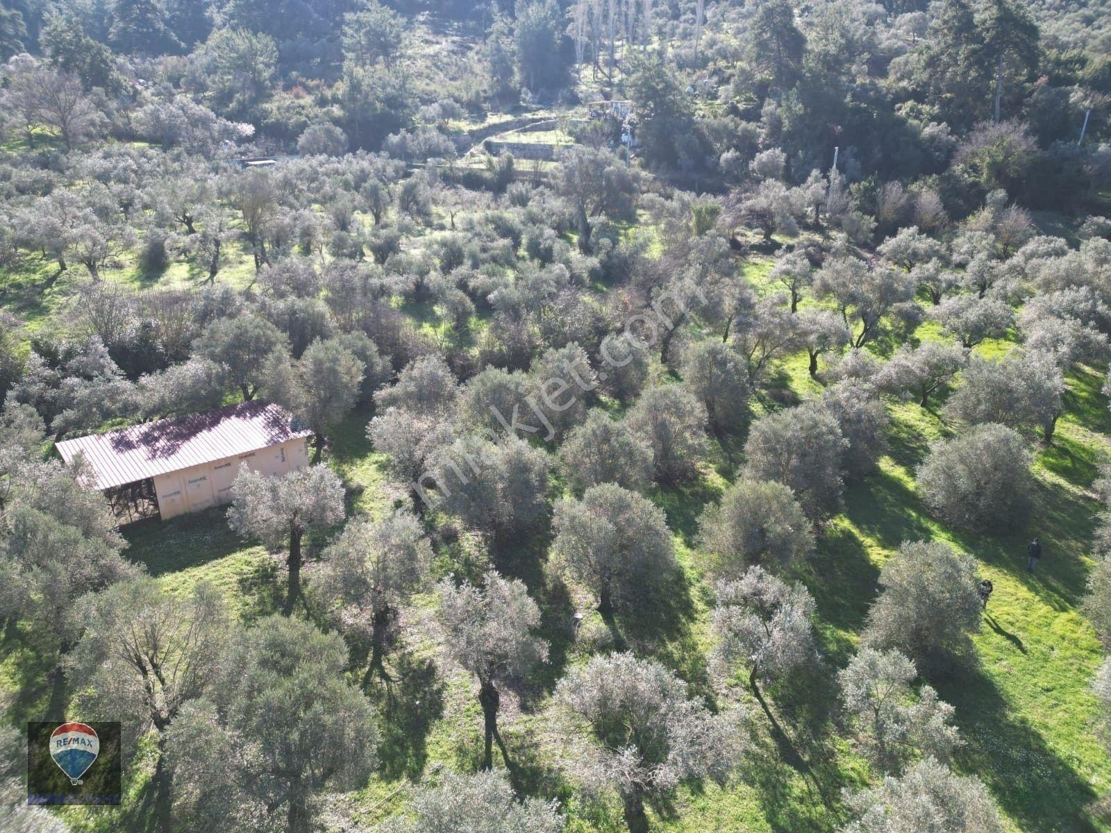 Kuşadası Kirazlıda Fırsat Bahçe — fotoğraf 5