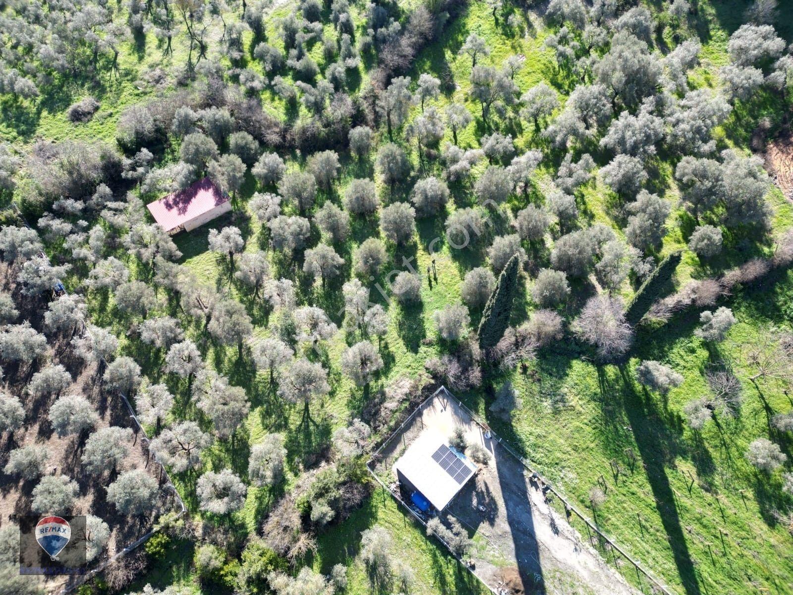 Kuşadası Kirazlıda Fırsat Bahçe — fotoğraf 7