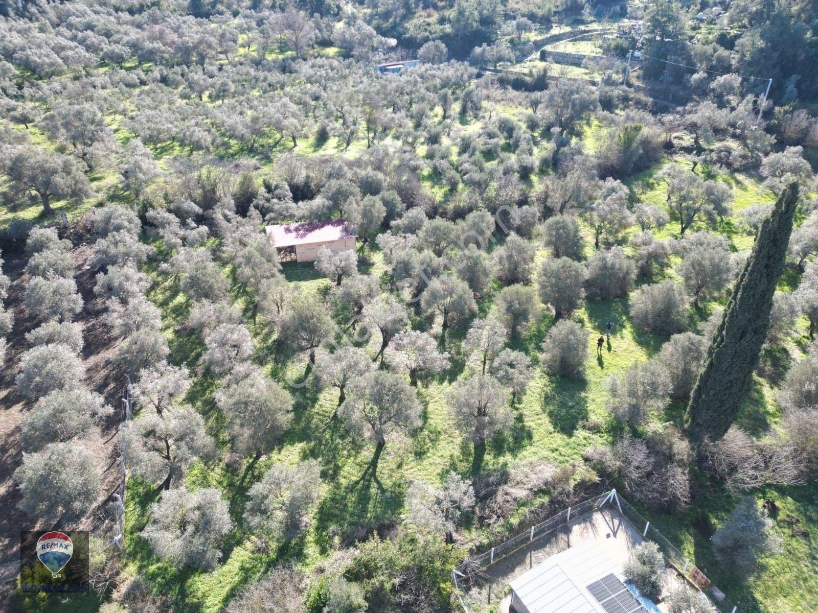 Kuşadası Kirazlıda Fırsat Bahçe — fotoğraf 10