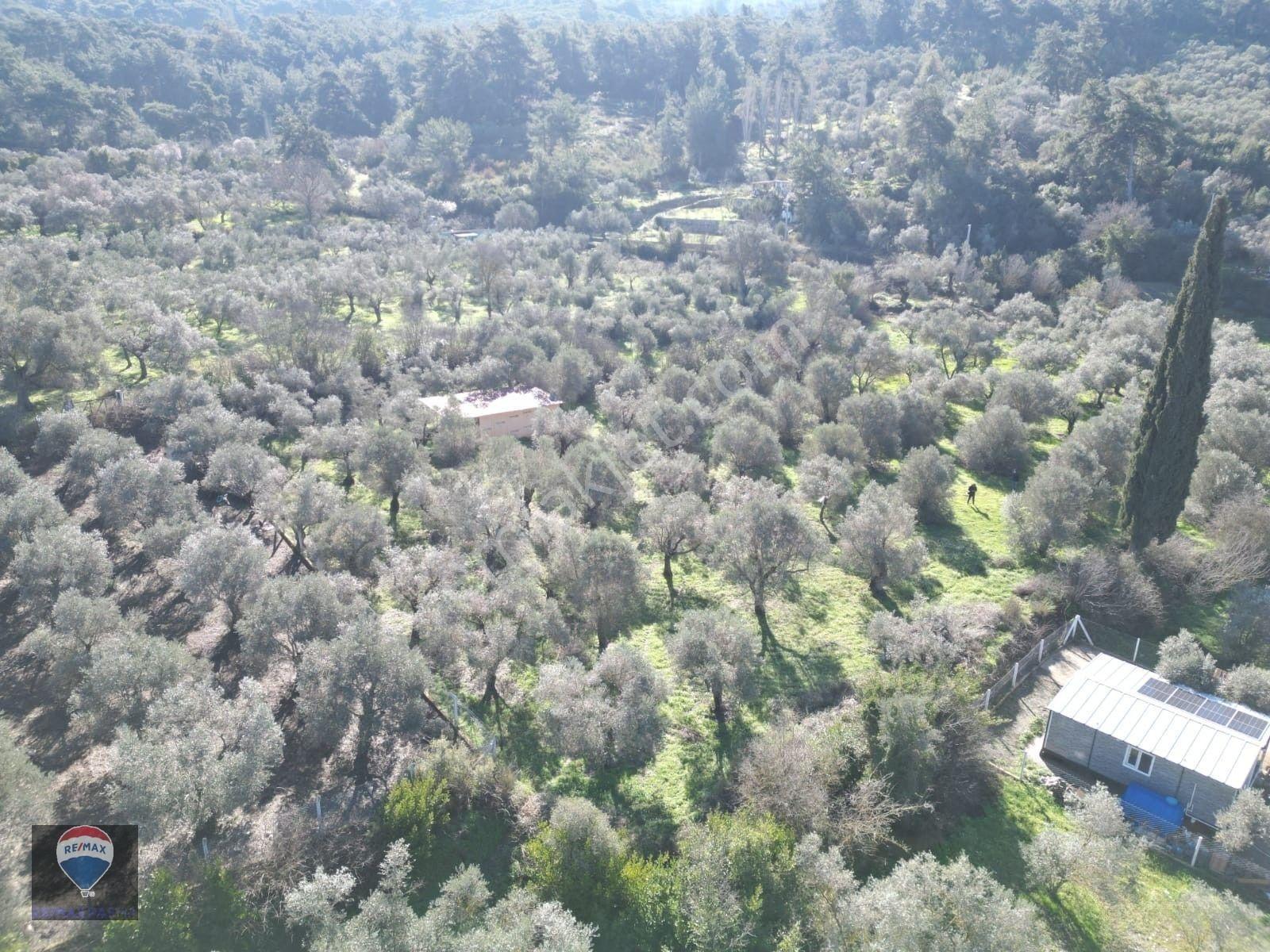 Kuşadası Kirazlıda Fırsat Bahçe — fotoğraf 11
