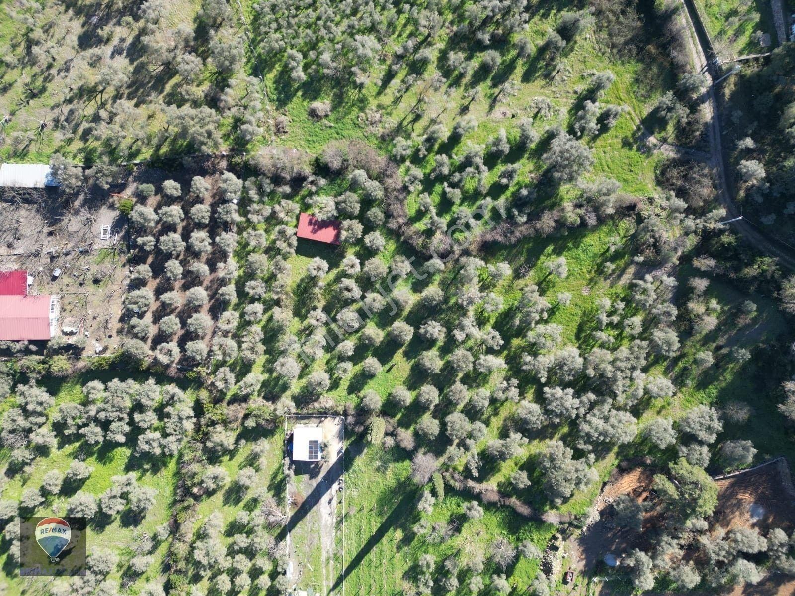 Kuşadası Kirazlıda Fırsat Bahçe — fotoğraf 25