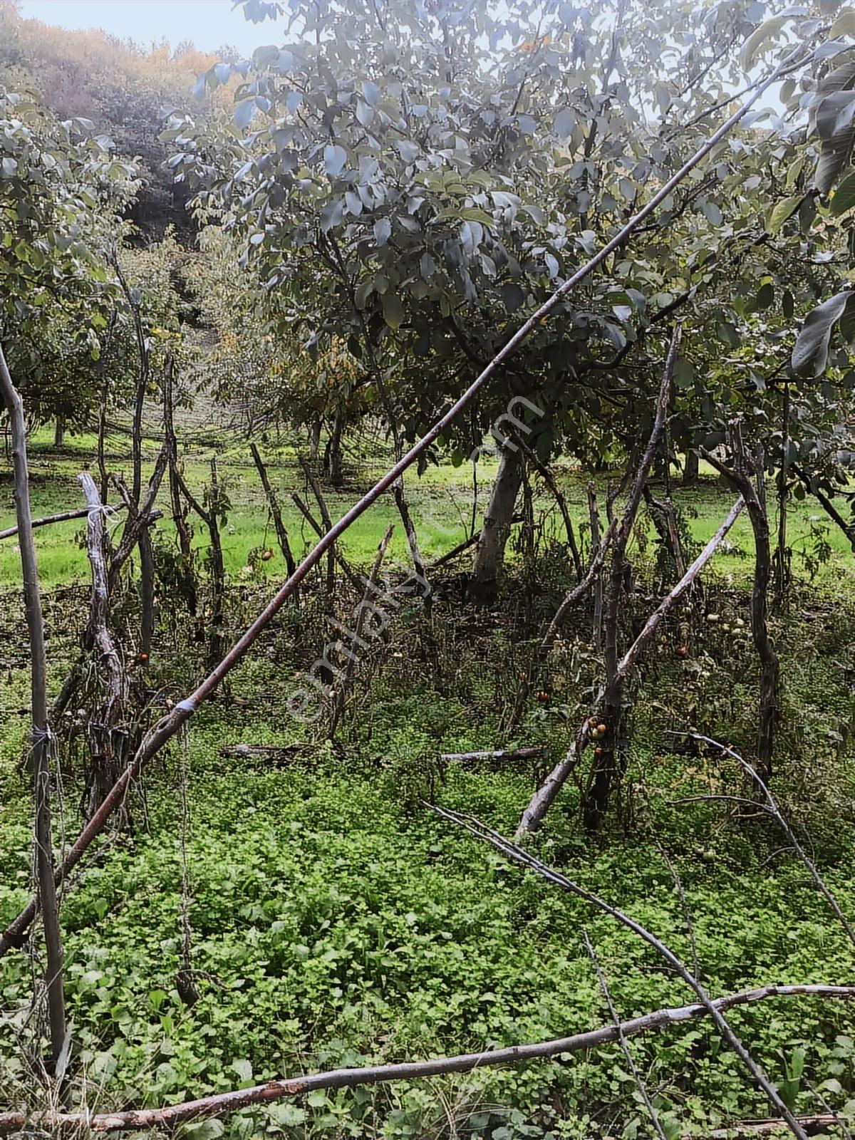 Kocaeli Karamürsel Osmaniye Mah. Satılık Deniz Manzaralı Tarla — fotoğraf 6