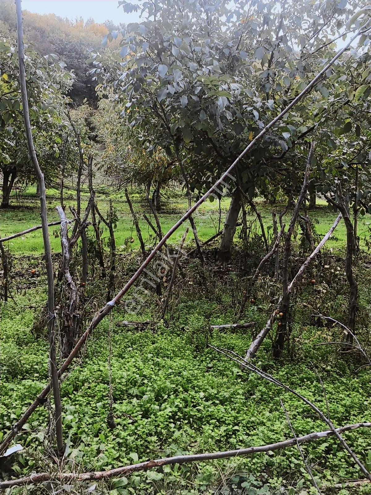Kocaeli Karamürsel Osmaniye Mah. Satılık Deniz Manzaralı Tarla — fotoğraf 7