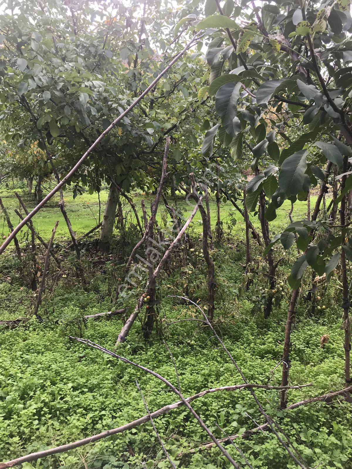 Kocaeli Karamürsel Osmaniye Mah. Satılık Deniz Manzaralı Tarla — fotoğraf 8