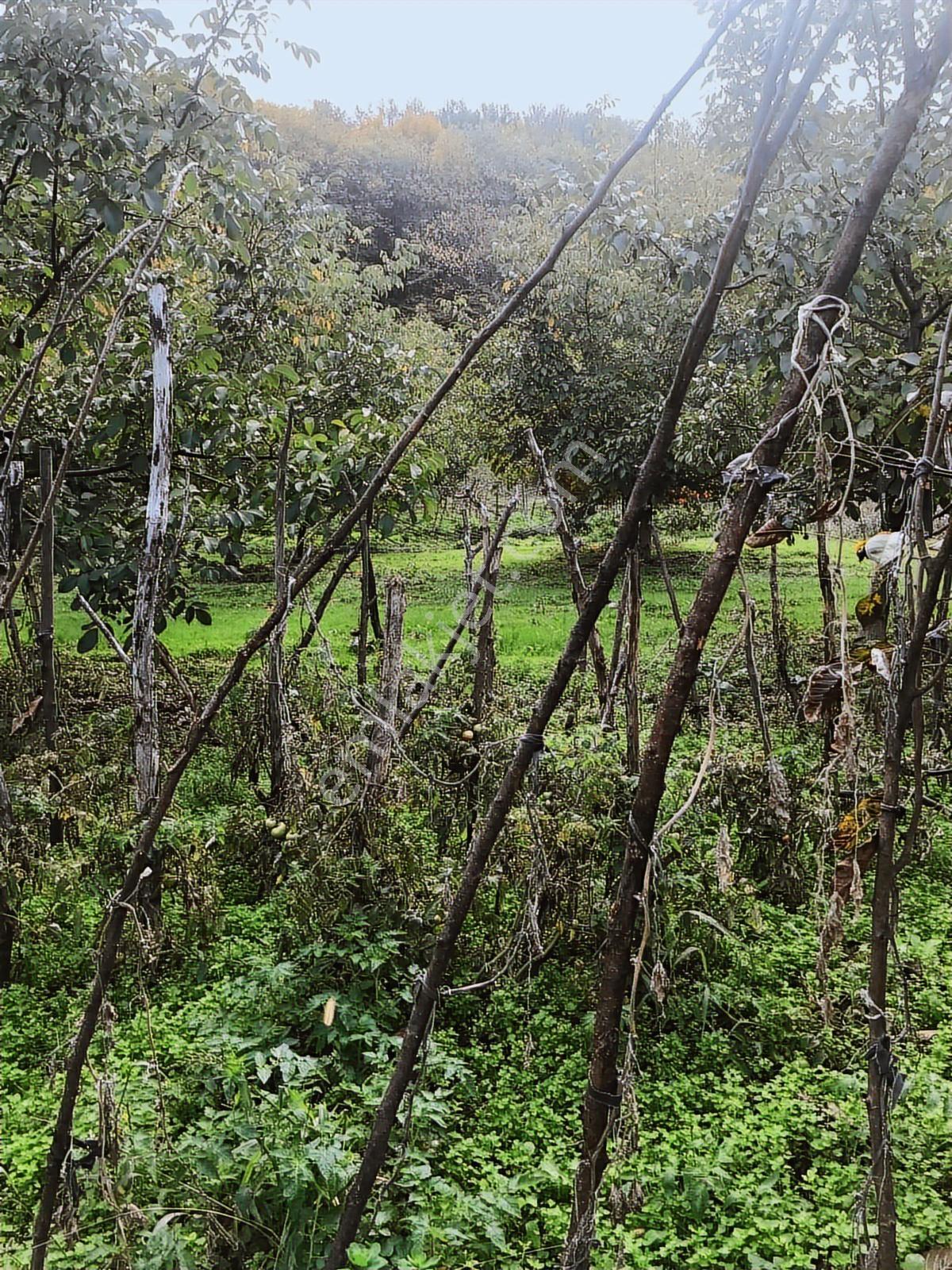 Kocaeli Karamürsel Osmaniye Mah. Satılık Deniz Manzaralı Tarla — fotoğraf 10