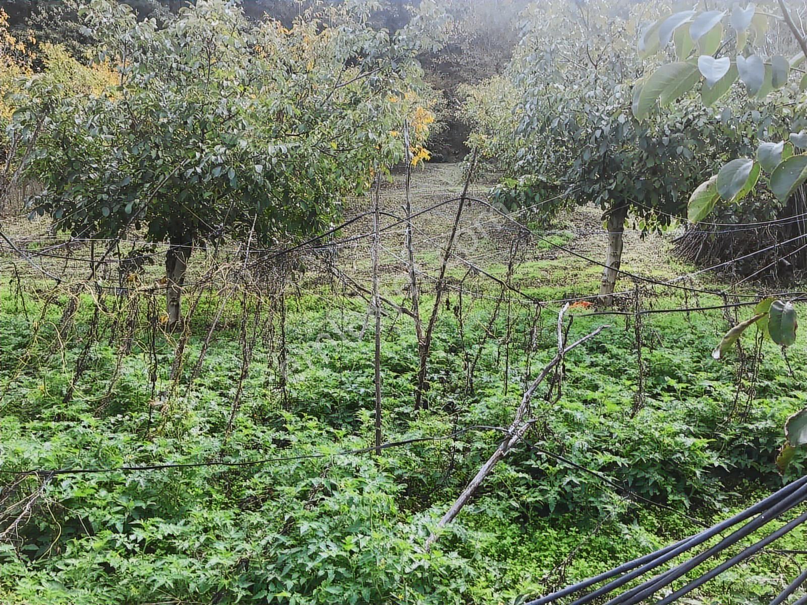 Kocaeli Karamürsel Osmaniye Mah. Satılık Deniz Manzaralı Tarla — fotoğraf 13
