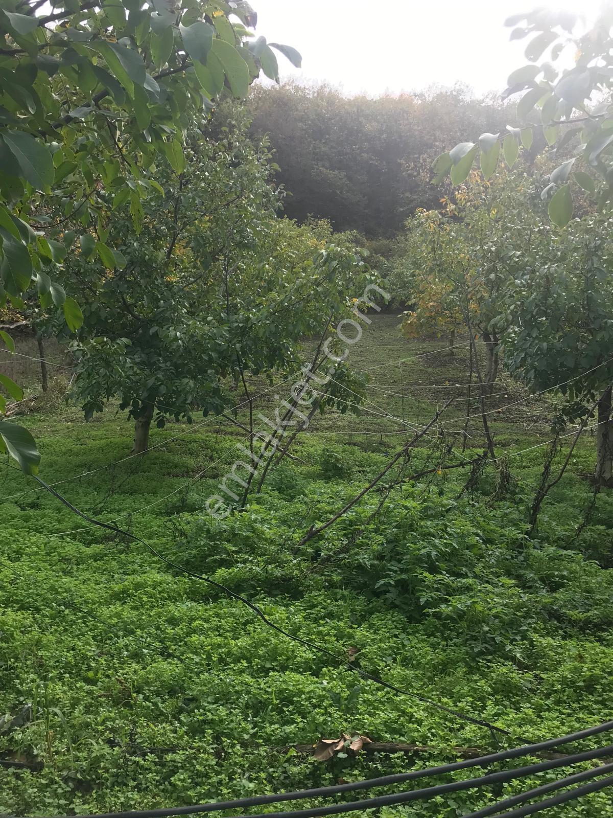 Kocaeli Karamürsel Osmaniye Mah. Satılık Deniz Manzaralı Tarla — fotoğraf 15