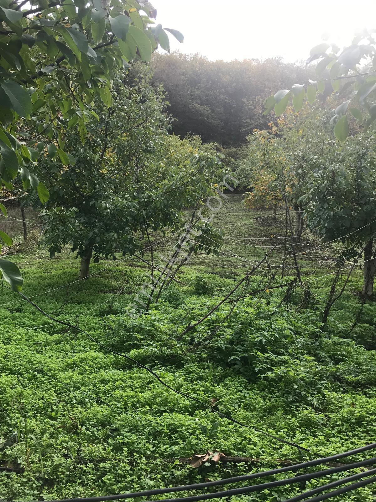 Kocaeli Karamürsel Osmaniye Mah. Satılık Deniz Manzaralı Tarla — fotoğraf 17