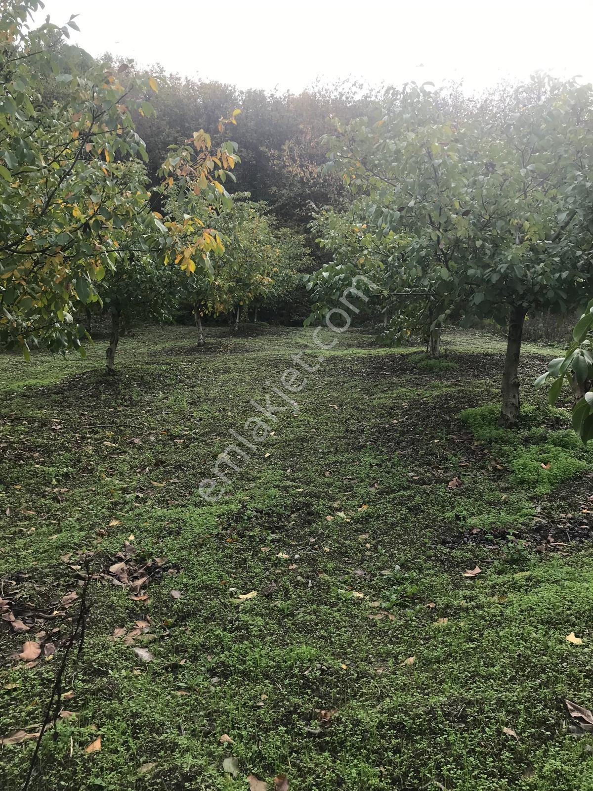 Kocaeli Karamürsel Osmaniye Mah. Satılık Deniz Manzaralı Tarla — fotoğraf 19
