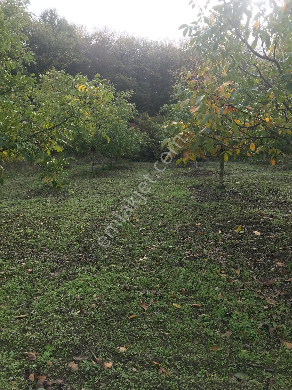 Kocaeli Karamürsel Osmaniye Mah. Satılık Deniz Manzaralı Tarla — fotoğraf 23