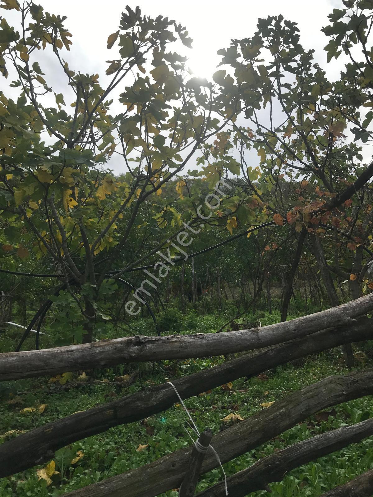 Kocaeli Karamürsel Osmaniye Mah. Satılık Deniz Manzaralı Tarla — fotoğraf 26