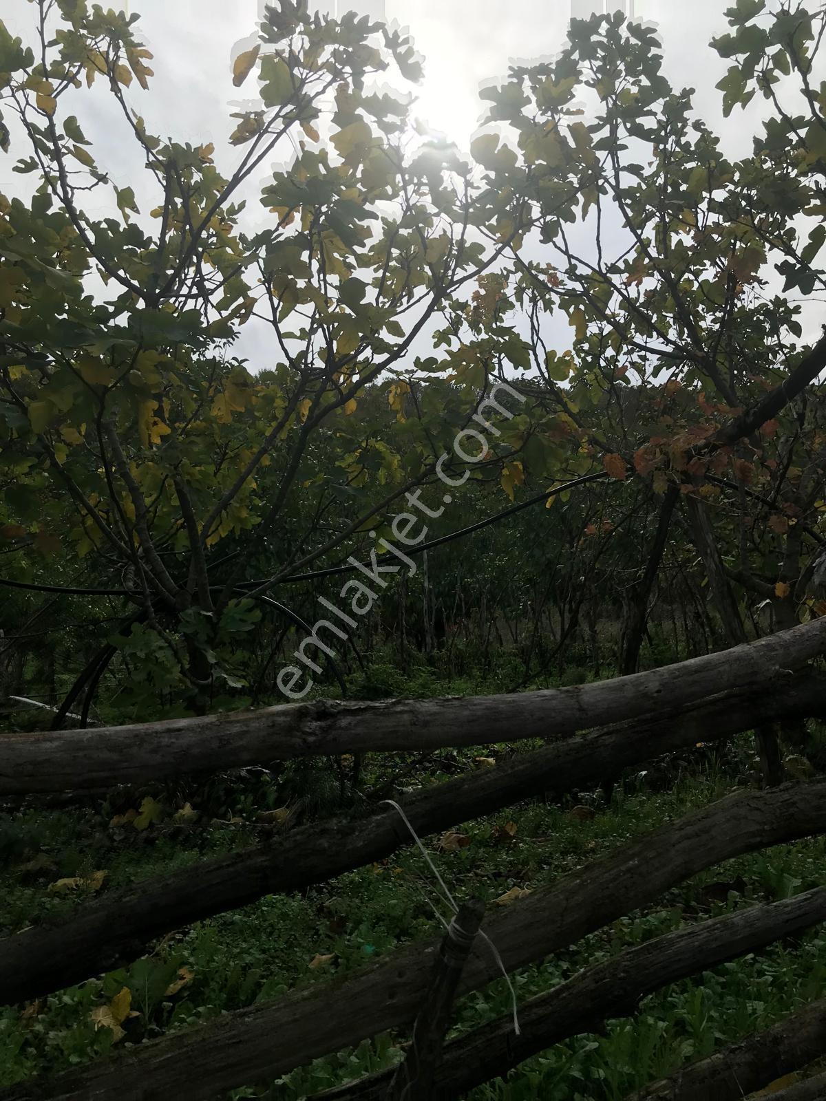 Kocaeli Karamürsel Osmaniye Mah. Satılık Deniz Manzaralı Tarla — fotoğraf 29
