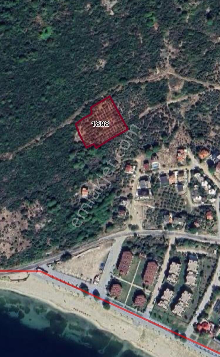 Erdek Ocaklar Da Satılık Zeytinlik — fotoğraf 2