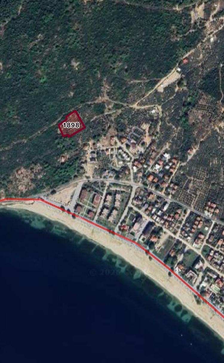 Erdek Ocaklar Da Satılık Zeytinlik — fotoğraf 3