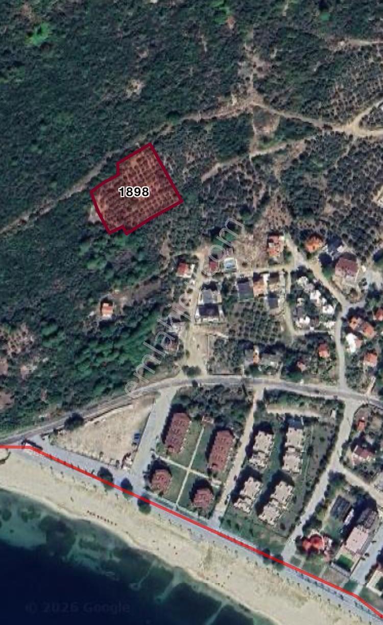 Erdek Ocaklar Da Satılık Zeytinlik — fotoğraf 4