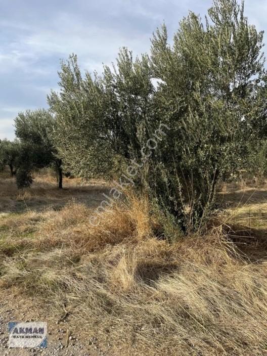 Efendi Mh Satılık Zeytin Lik 1040 M2 Tek Tapu — fotoğraf 2