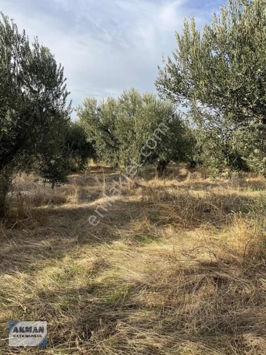 Efendi Mh Satılık Zeytin Lik 1040 M2 Tek Tapu — fotoğraf 3