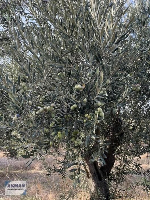 Efendi Mh Satılık Zeytin Lik 1040 M2 Tek Tapu — fotoğraf 4