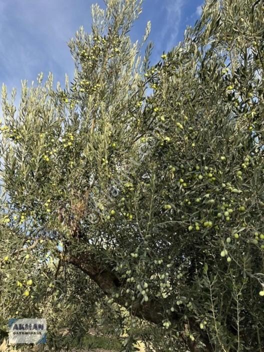 Efendi Mh Satılık Zeytin Lik 1040 M2 Tek Tapu — fotoğraf 5