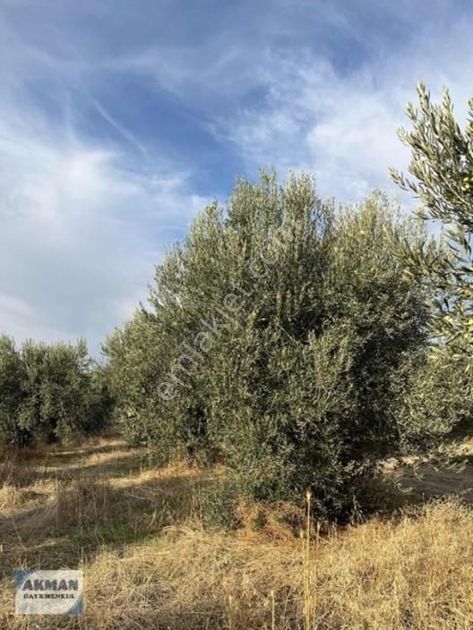 Efendi Mh Satılık Zeytin Lik 1040 M2 Tek Tapu — fotoğraf 6