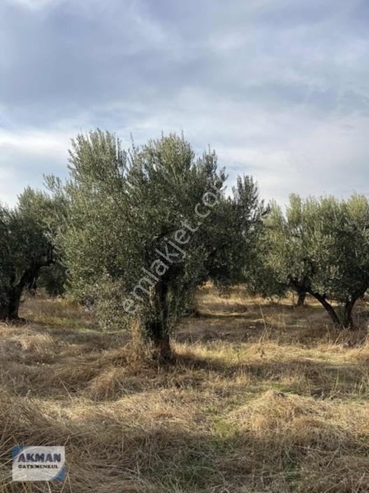Efendi Mh Satılık Zeytin Lik 1040 M2 Tek Tapu — fotoğraf 7