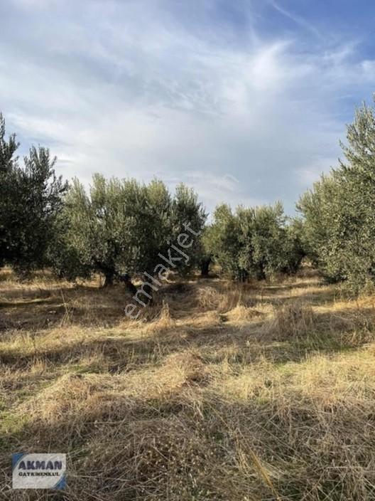 Efendi Mh Satılık Zeytin Lik 1040 M2 Tek Tapu — fotoğraf 8