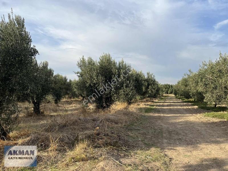 Efendi Mh Satılık Zeytin Lik 1040 M2 Tek Tapu — fotoğraf 9