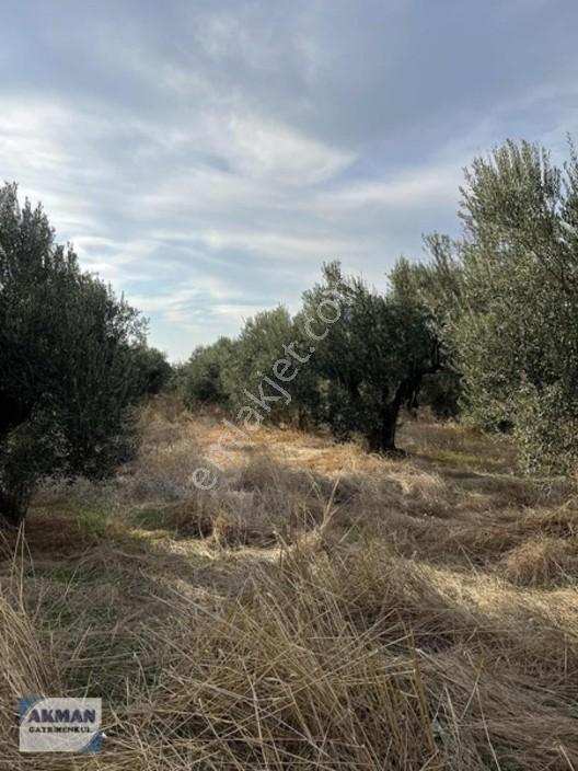 Efendi Mh Satılık Zeytin Lik 1040 M2 Tek Tapu — fotoğraf 10