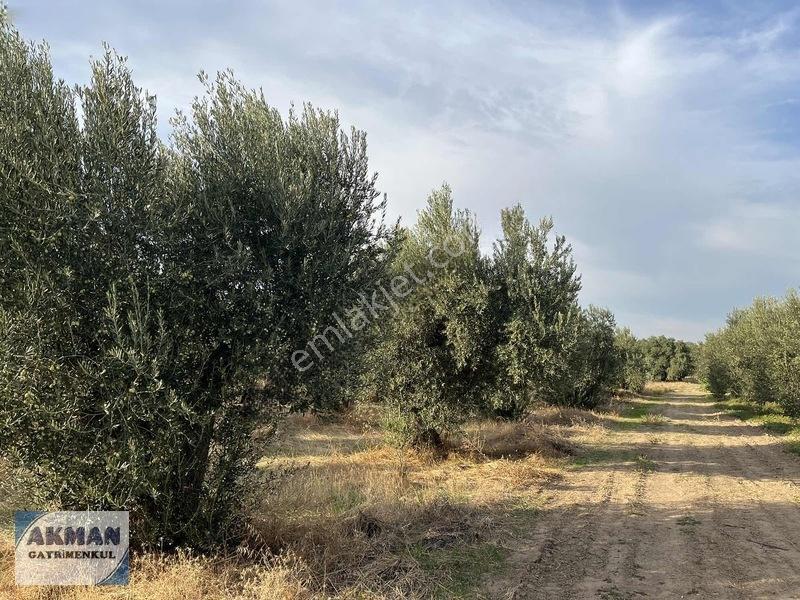 Efendi Mh Satılık Zeytin Lik 1040 M2 Tek Tapu — fotoğraf 11