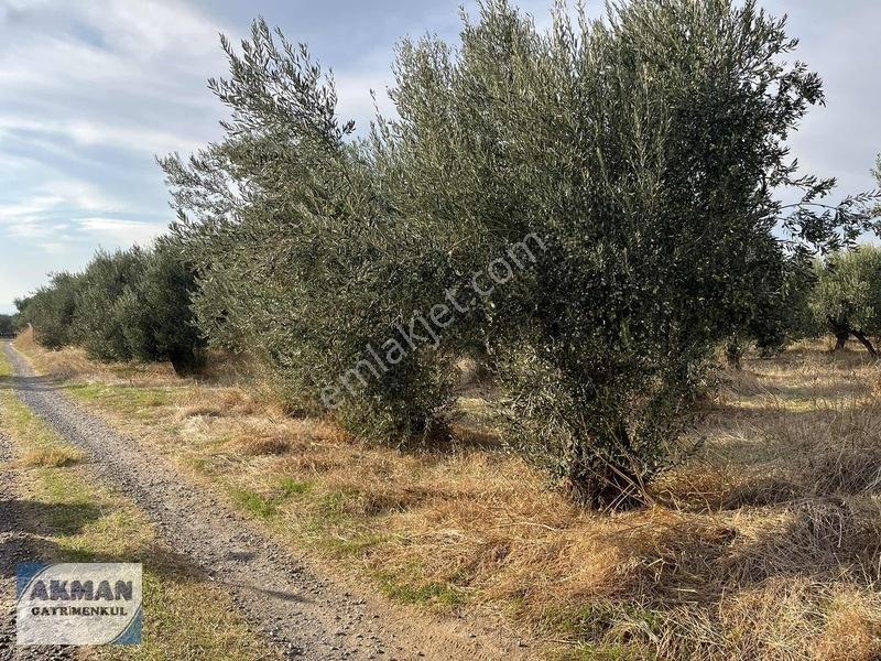 Efendi Mh Satılık Zeytin Lik 1040 M2 Tek Tapu — fotoğraf 12