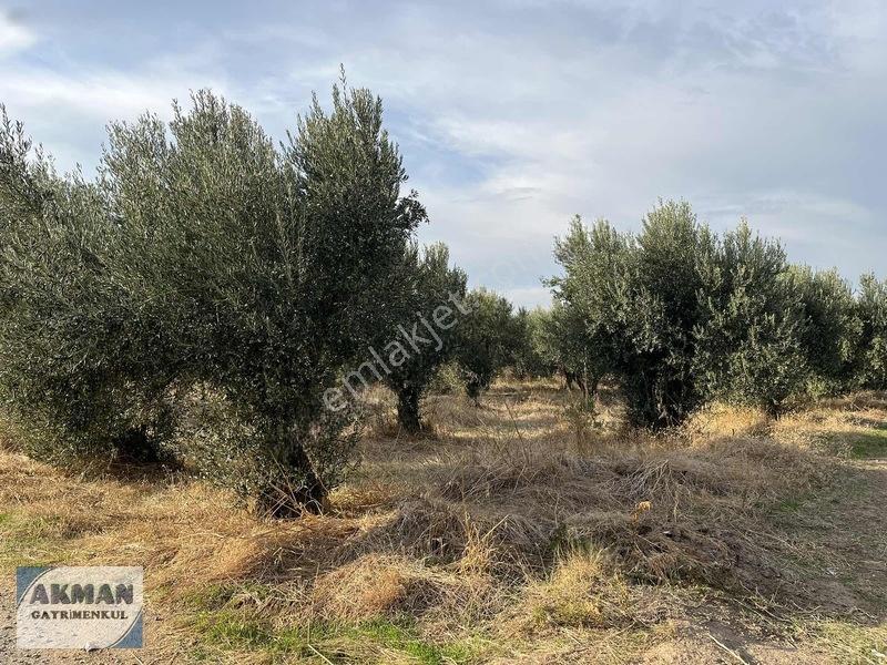 Efendi Mh Satılık Zeytin Lik 1040 M2 Tek Tapu — fotoğraf 13