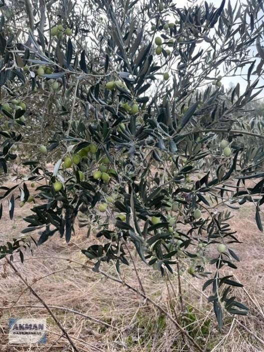 Efendi Mh Satılık Zeytin Lik 1040 M2 Tek Tapu — fotoğraf 14