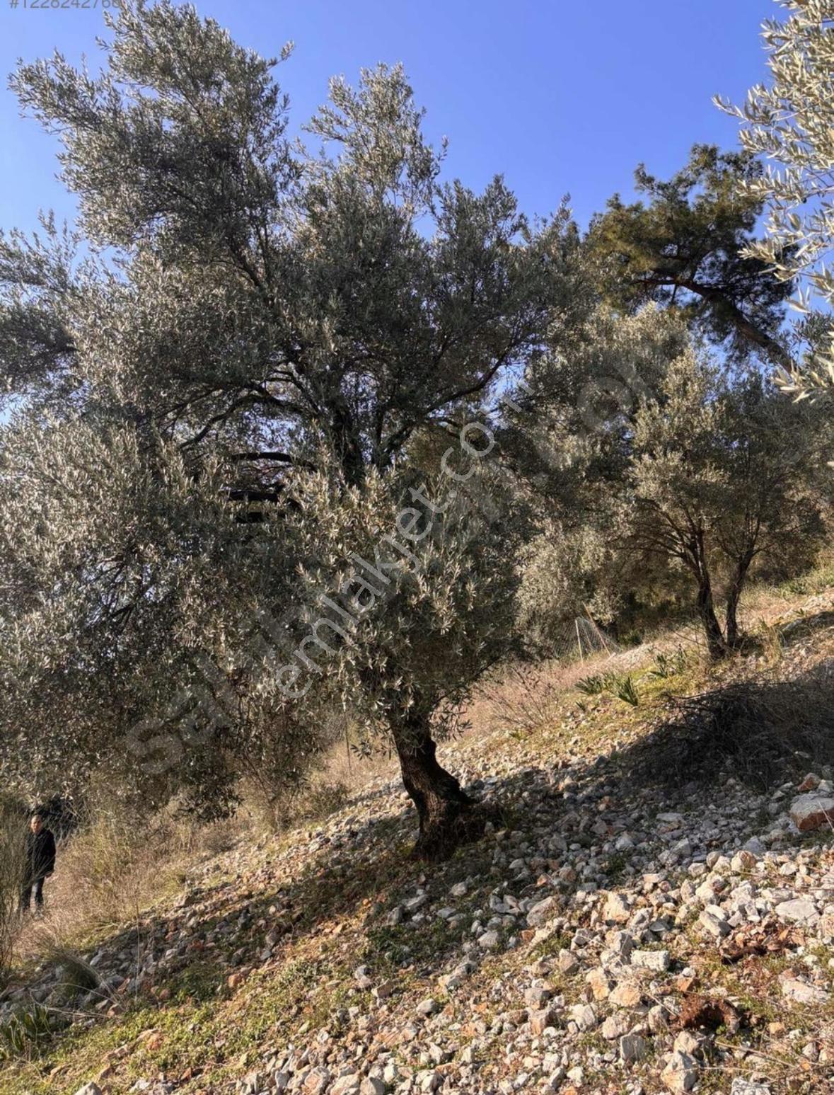 Dalaman Kayadibi Mahallesi Satılık 395m2 Müstakil Tapulu Zeytinlik — fotoğraf 2