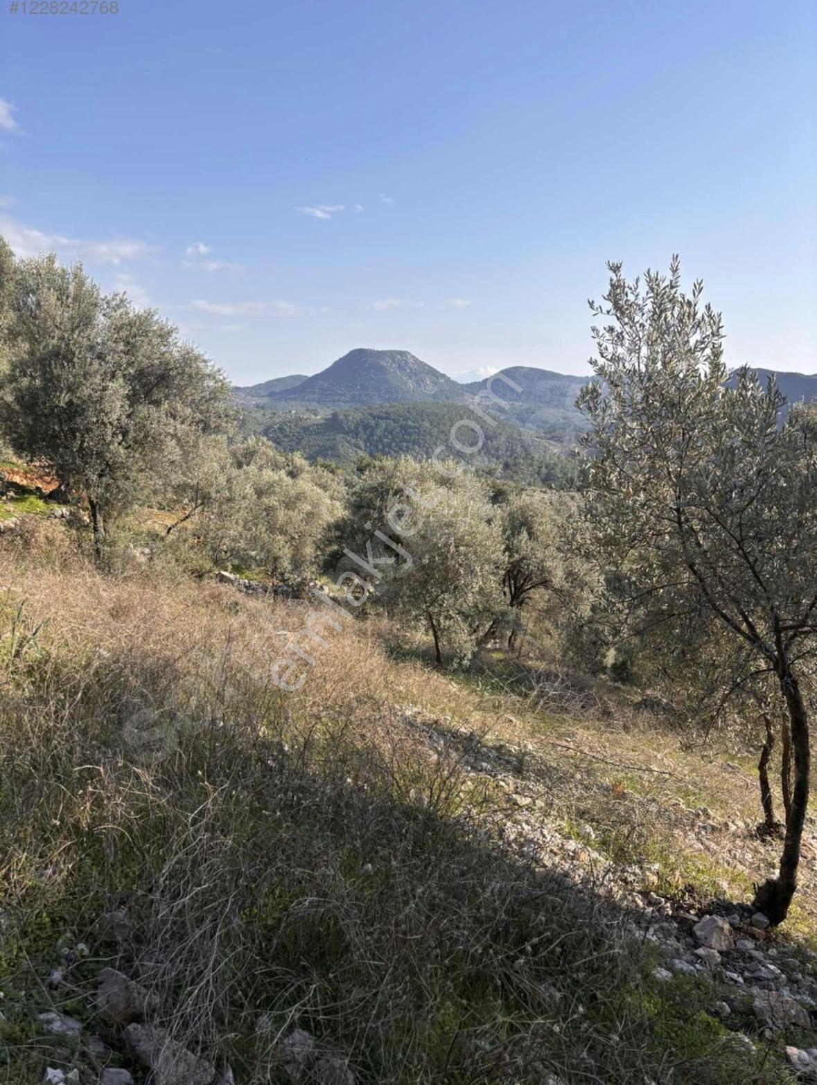 Dalaman Kayadibi Mahallesi Satılık 395m2 Müstakil Tapulu Zeytinlik — fotoğraf 3