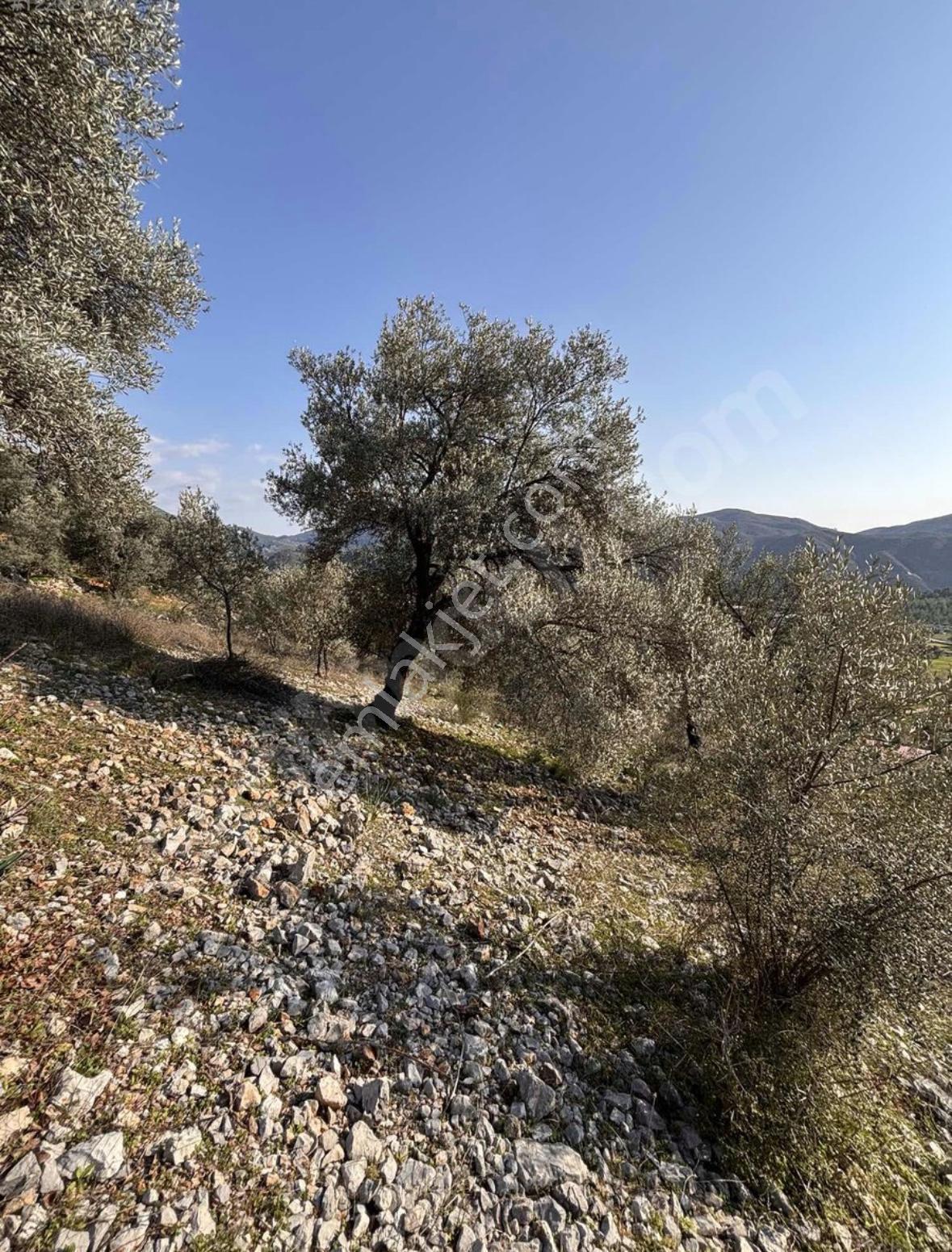 Dalaman Kayadibi Mahallesi Satılık 395m2 Müstakil Tapulu Zeytinlik — fotoğraf 4